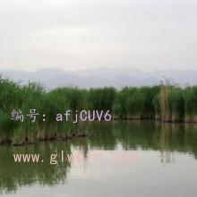 赸